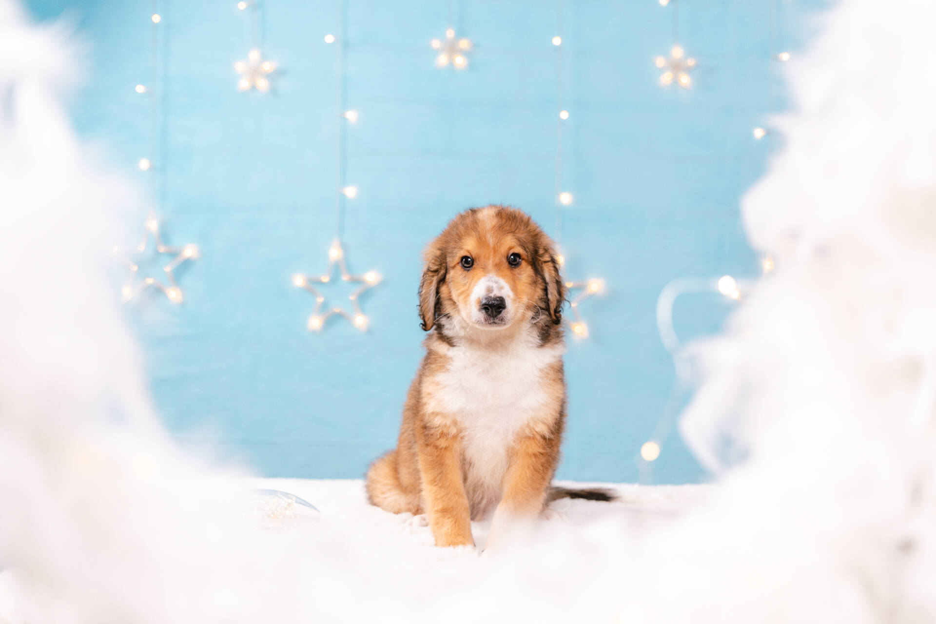 Figaro - Mini F2 Boy Unfurnished - Image 2