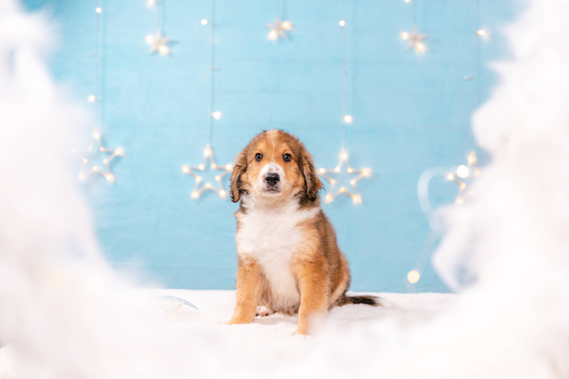 Figaro - Mini F2 Boy Unfurnished - Image 3