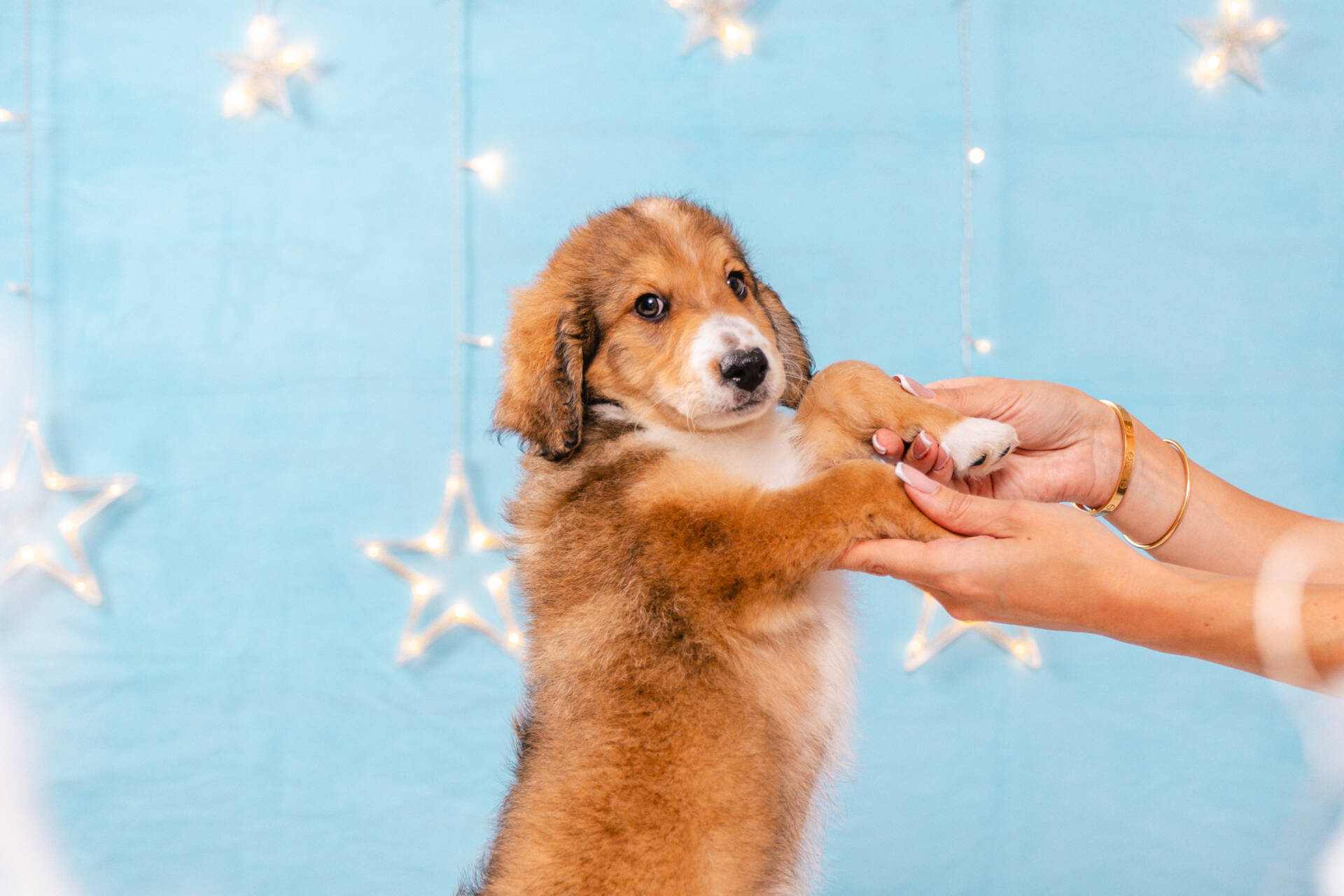 Figaro - Mini F2 Boy Unfurnished