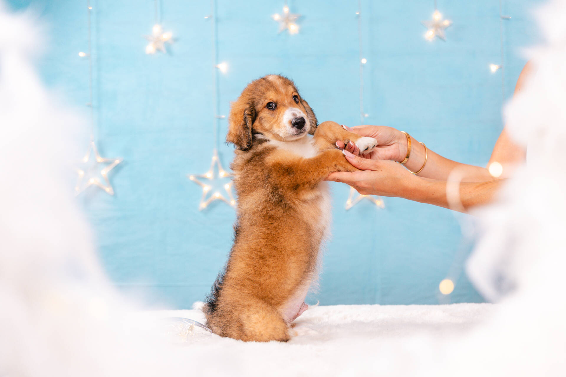 Figaro - Mini F2 Boy Unfurnished - Image 6