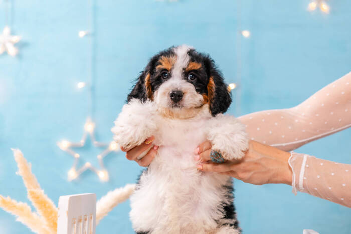 Gizmo - Mini F2 Boy
