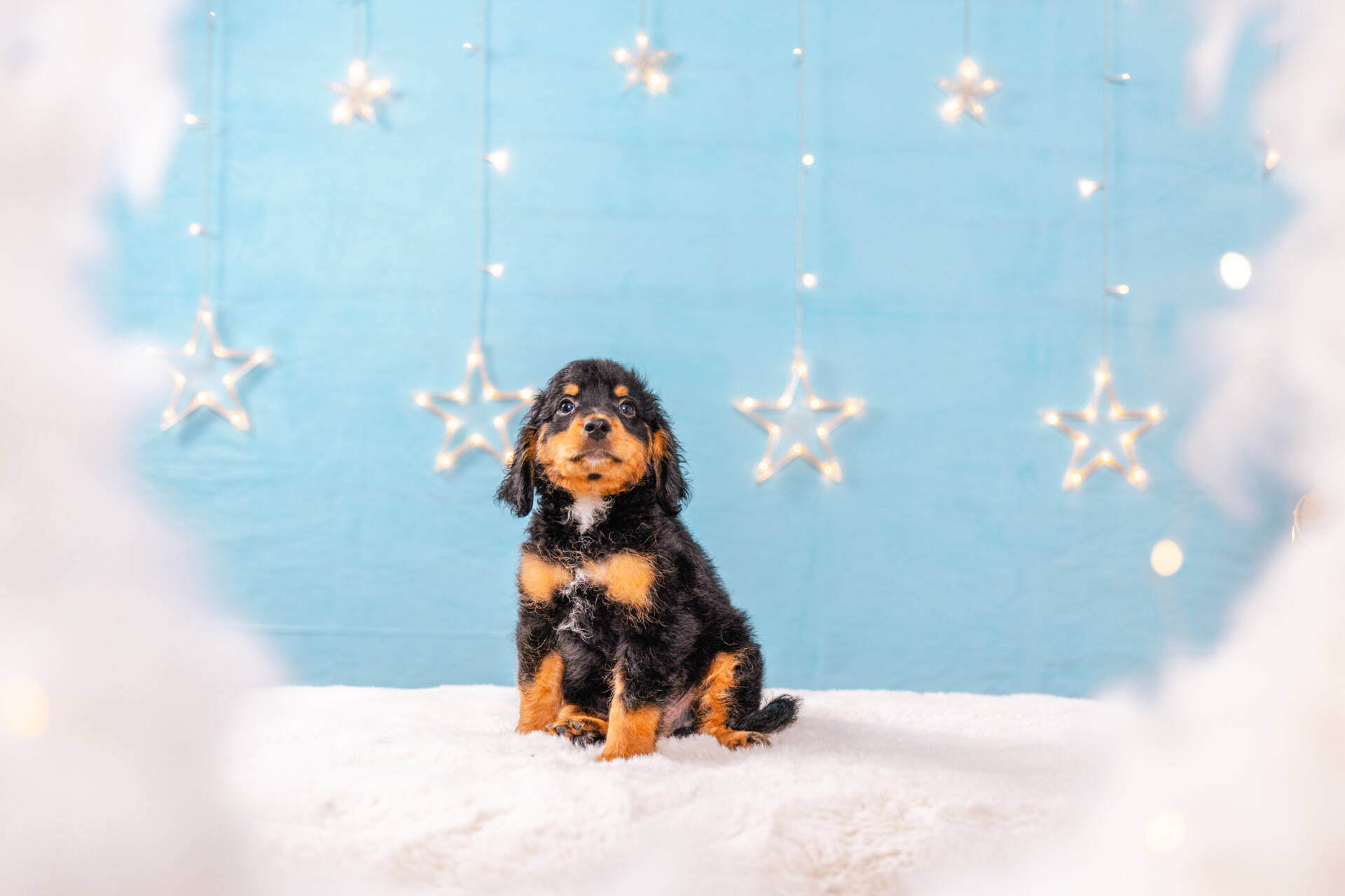 Pickles - Micro F1b Boy Unfurnished - Image 2