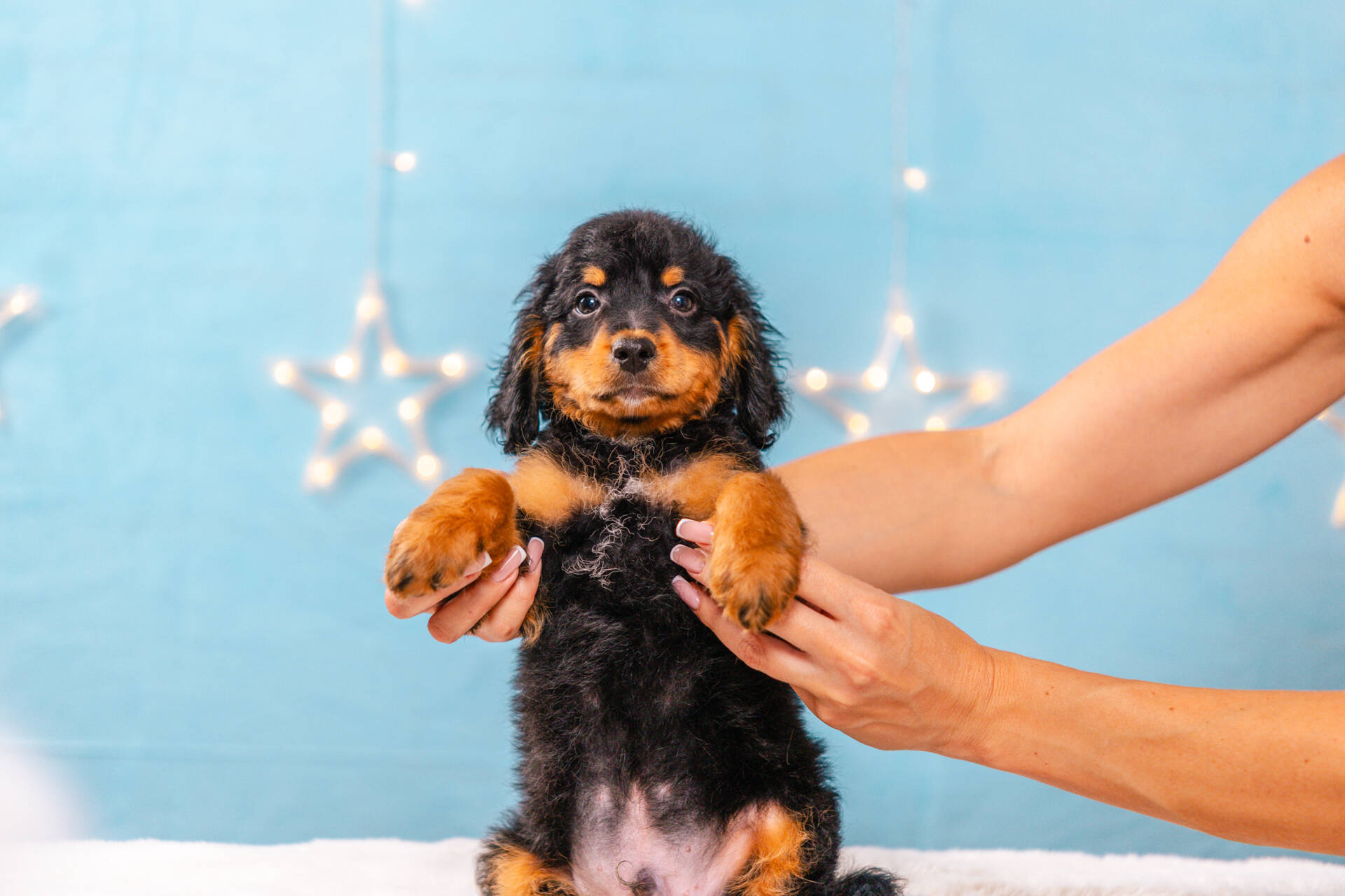 Pickles - Micro F1b Boy Unfurnished