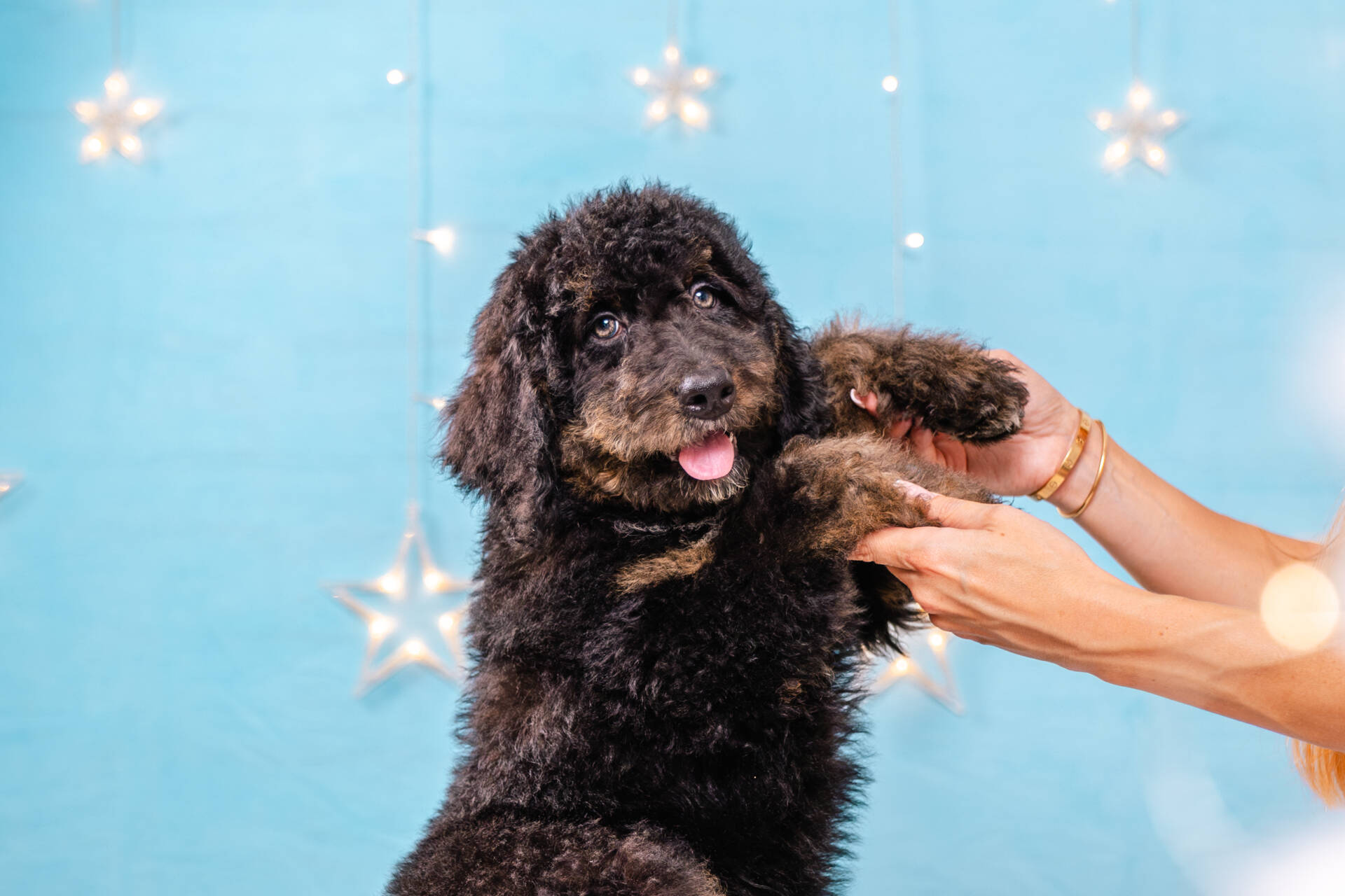 Juno- Standard F2 Girl - Image 6