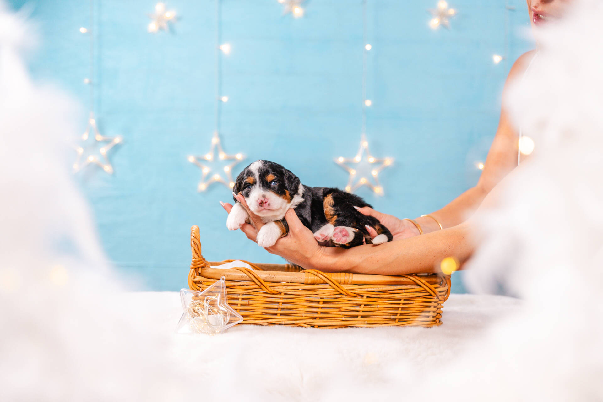 Snickers - Mini F2 Boy Unfurnished - Image 3