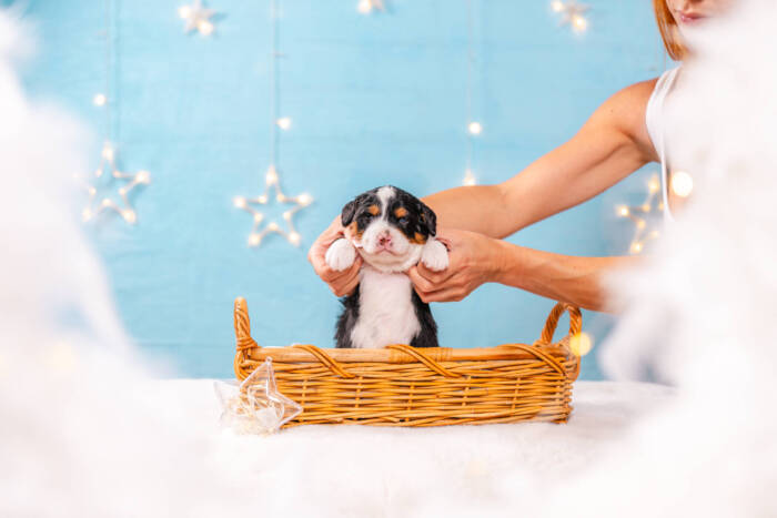 Snickers - Mini F2 Boy Unfurnished - Image 4