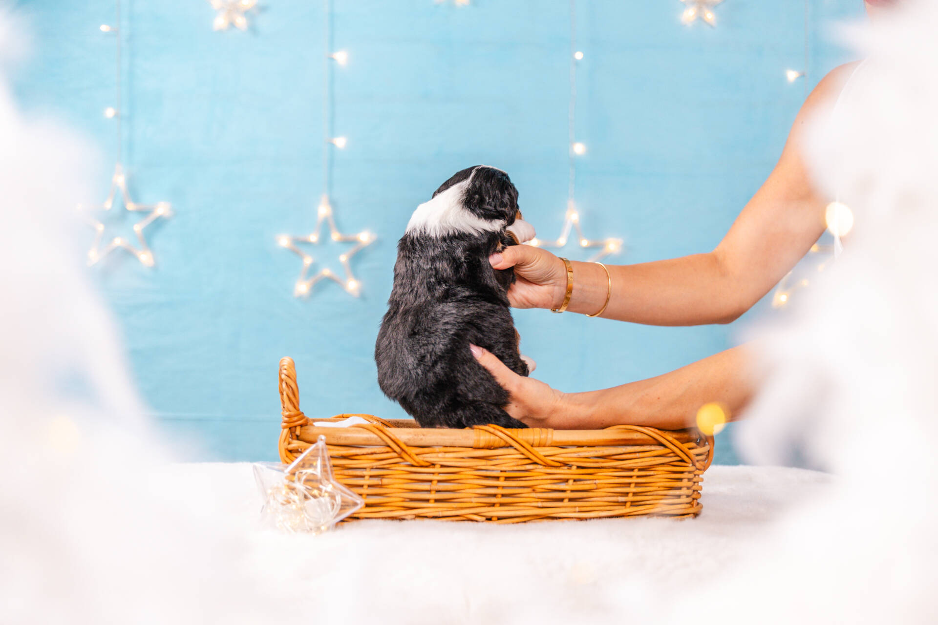 Snickers - Mini F2 Boy Unfurnished - Image 6