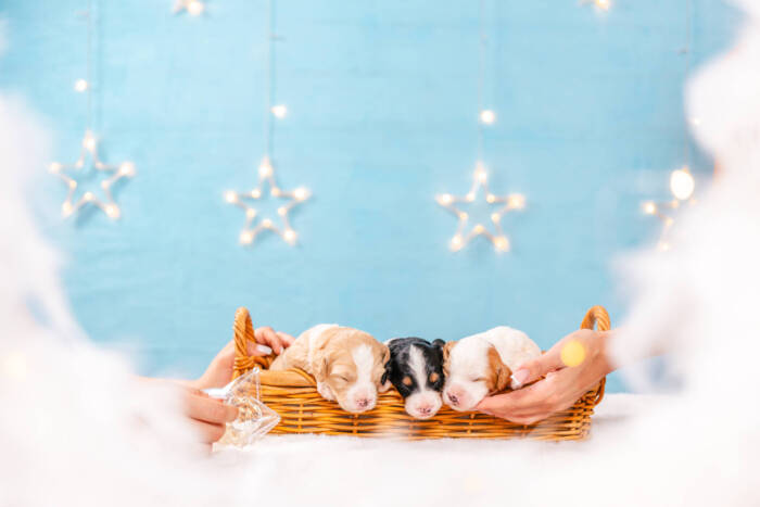 Mini F2 Litter November Girls - Image 2