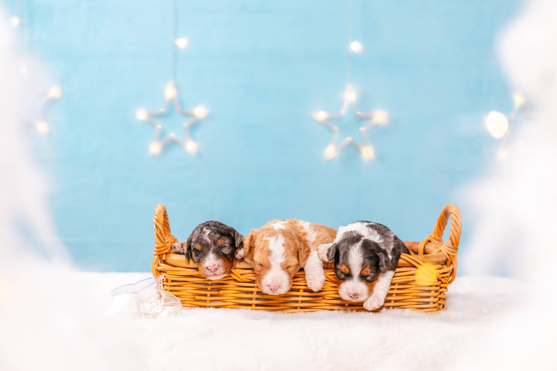 Mini F2 Litter November Boys - Image 2