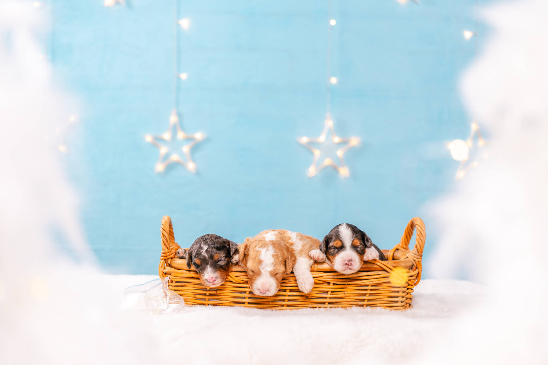 Mini F2 Litter November Boys - Image 3