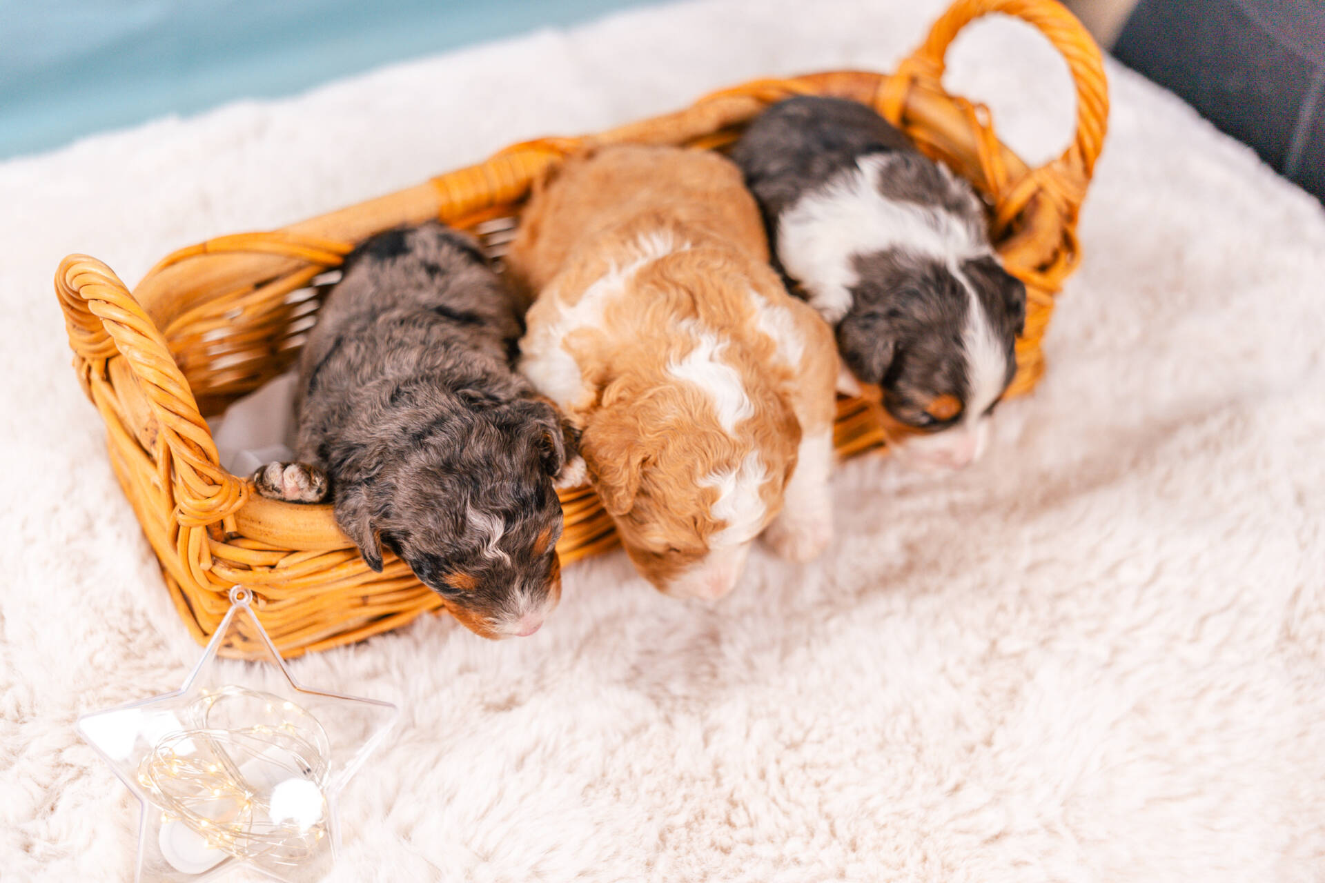 Mini F2 Litter November Boys