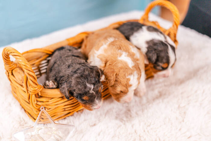 Mini F2 Litter November Boys - Image 5