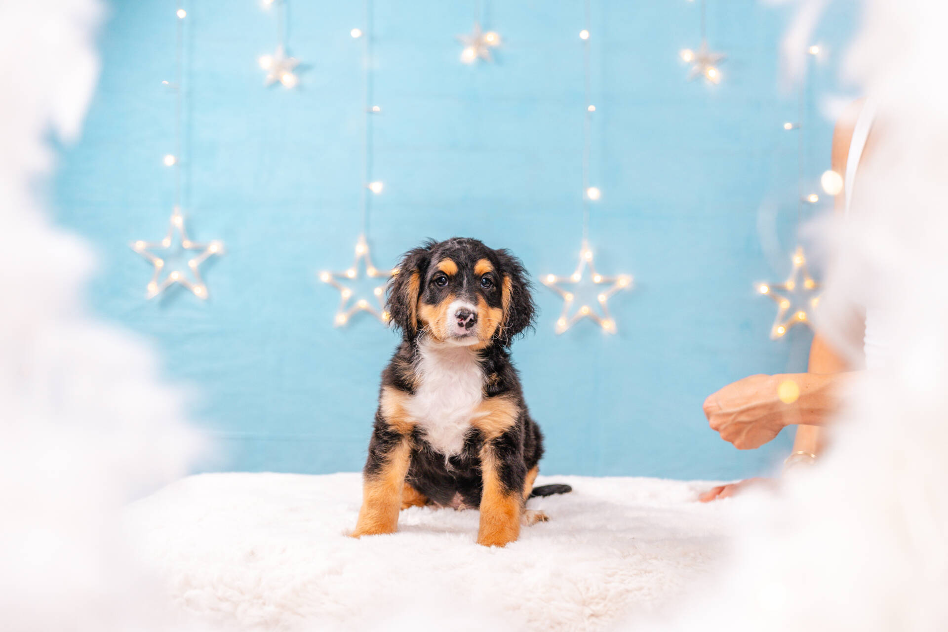 Lucky - Mini F2 Boy Unfurnished - Image 2