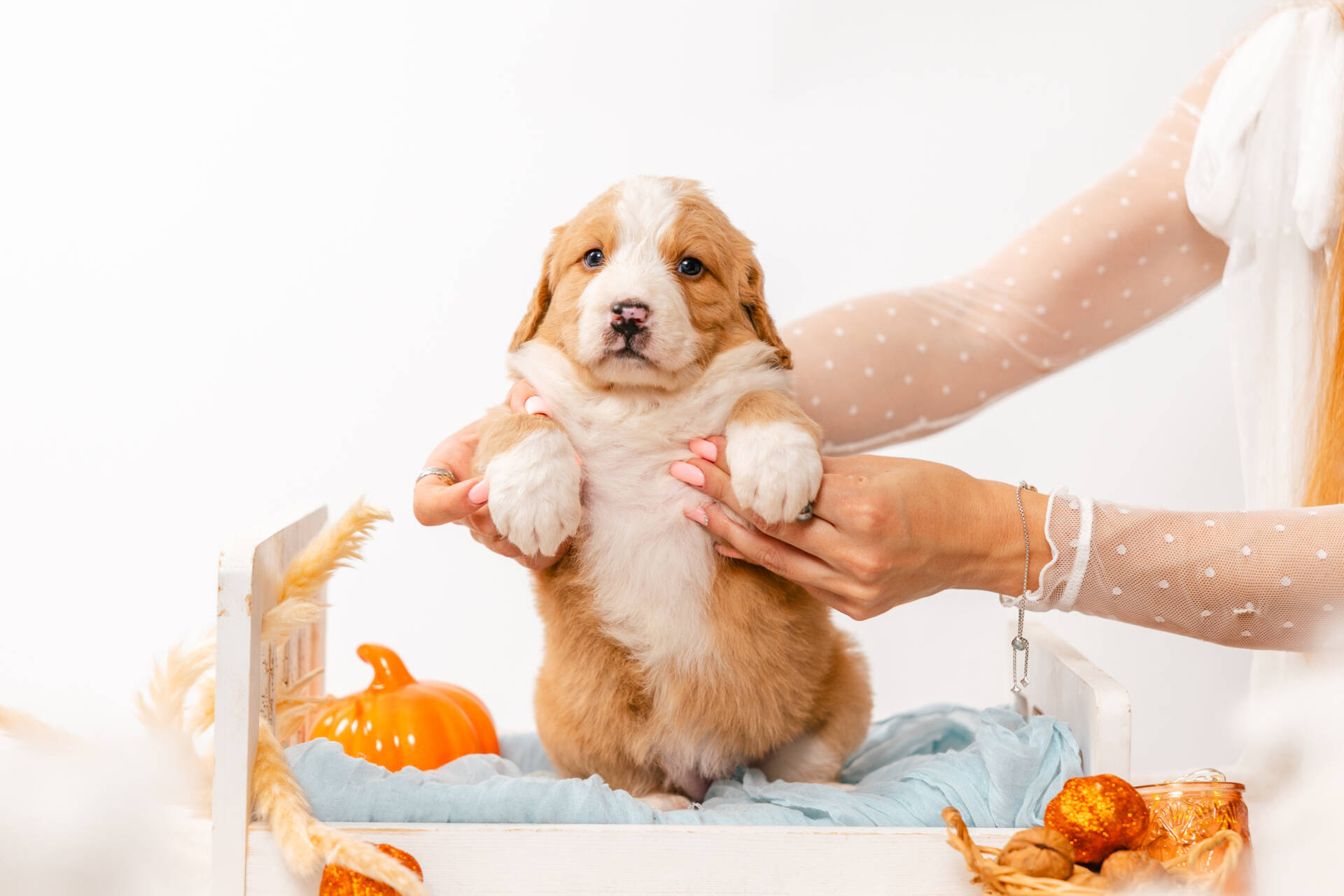 Blossom - Mini F2 Girl Unfurnished