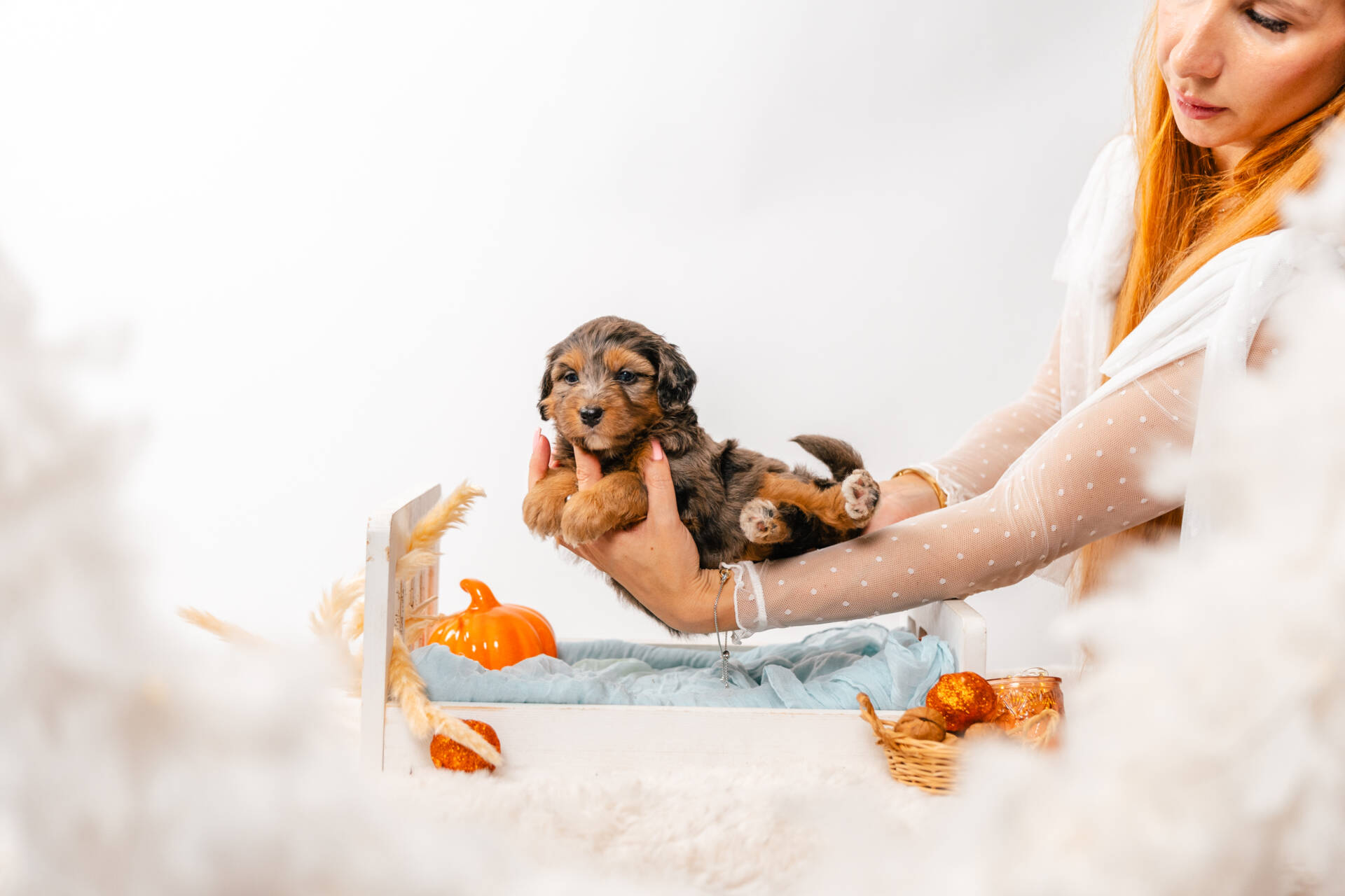 Bluebell - Mini F2 Girl - Image 3