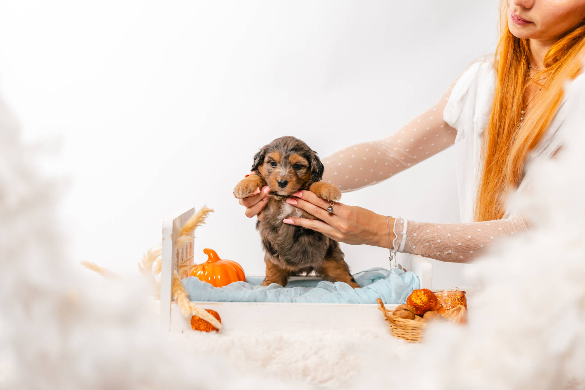 Bluebell - Mini F2 Girl - Image 4