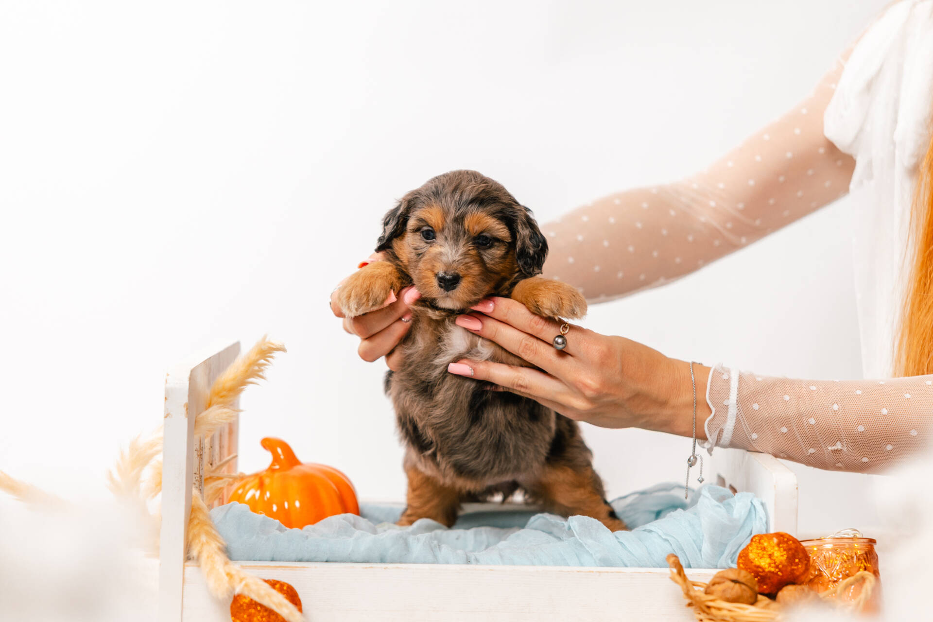 Bluebell - Mini F2 Girl