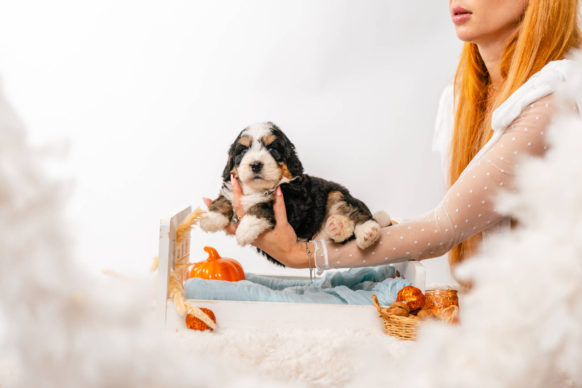 Bentley - Mini F2 Boy - Image 3