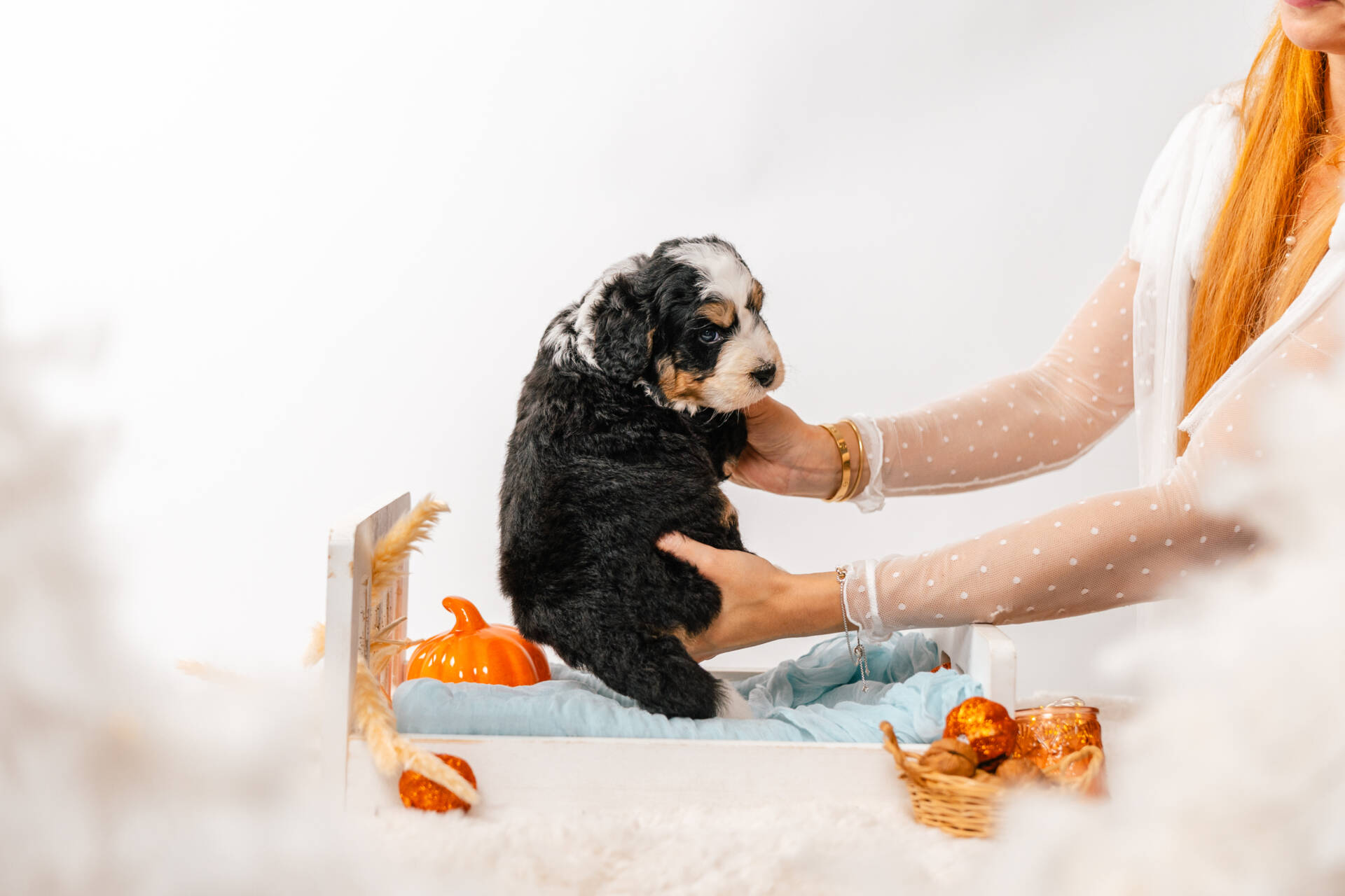 Bentley - Mini F2 Boy - Image 6