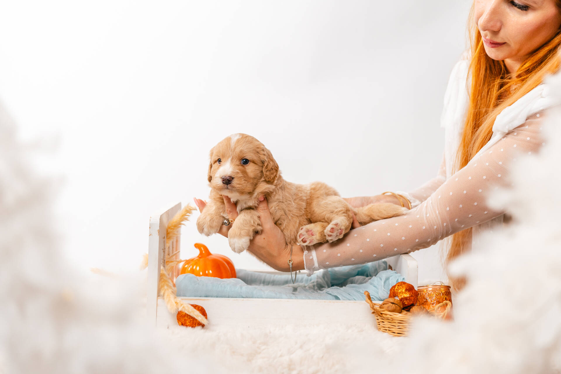 Bruno Bear - Mini F2 Boy - Image 3