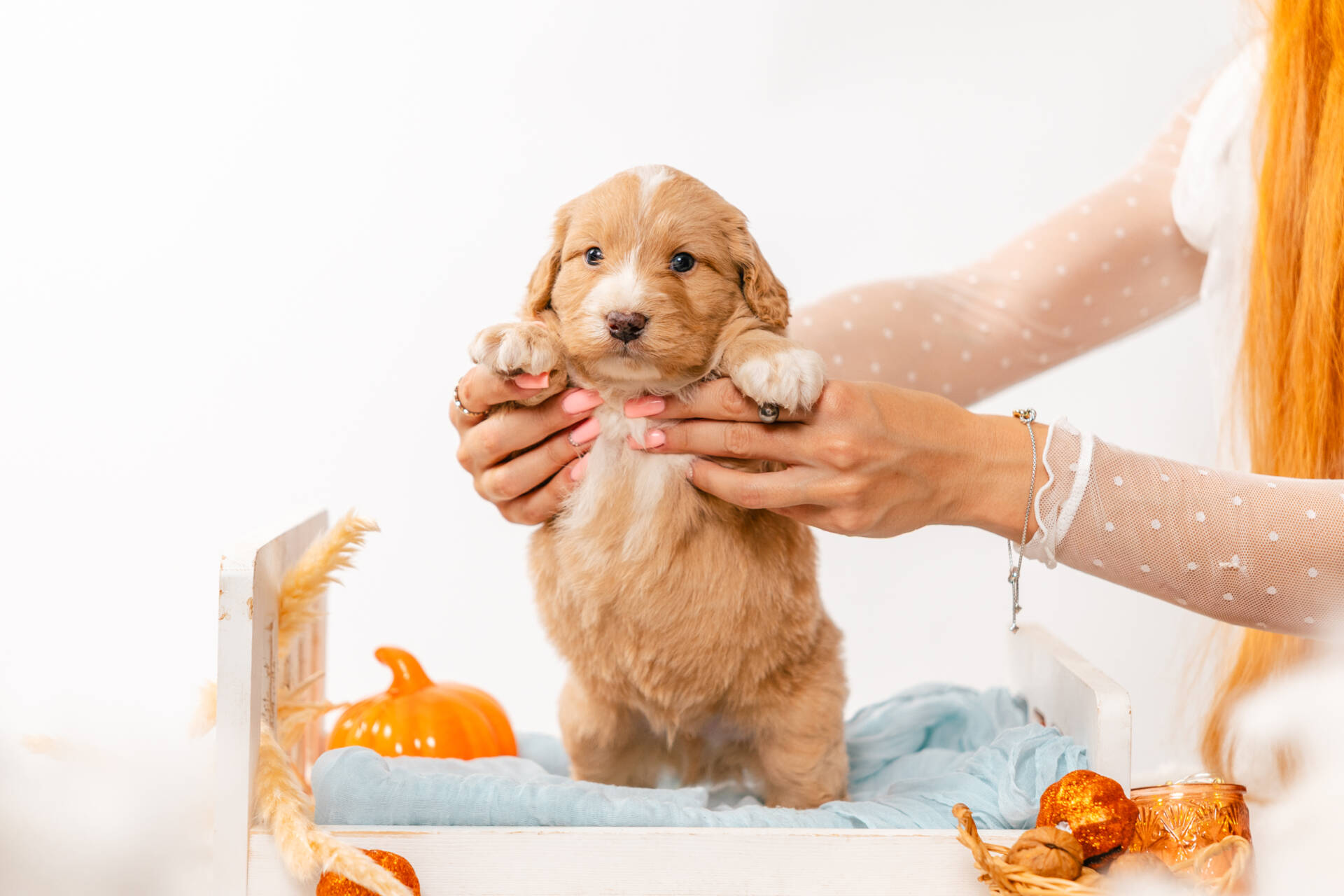 Bruno Bear - Mini F2 Boy