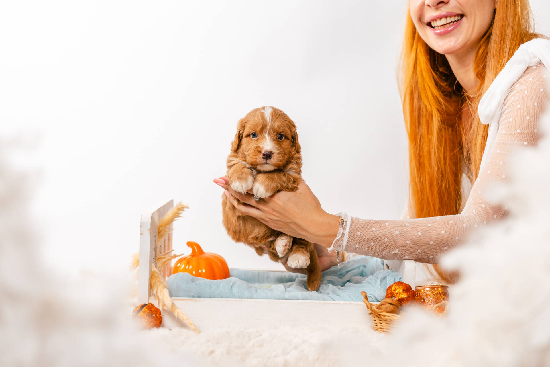 Biscuit - Mini F2 Boy - Image 2