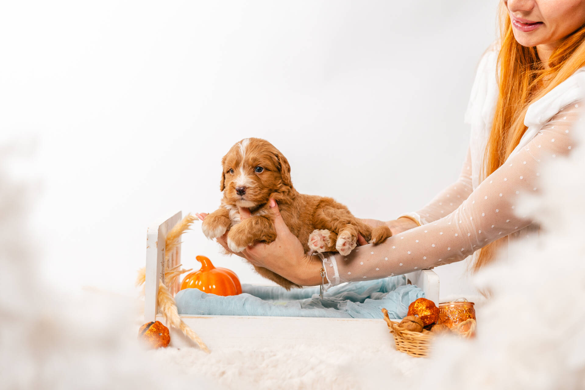 Biscuit - Mini F2 Boy - Image 3