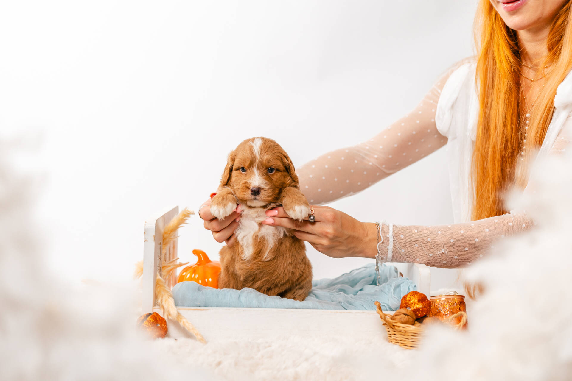 Biscuit - Mini F2 Boy - Image 4