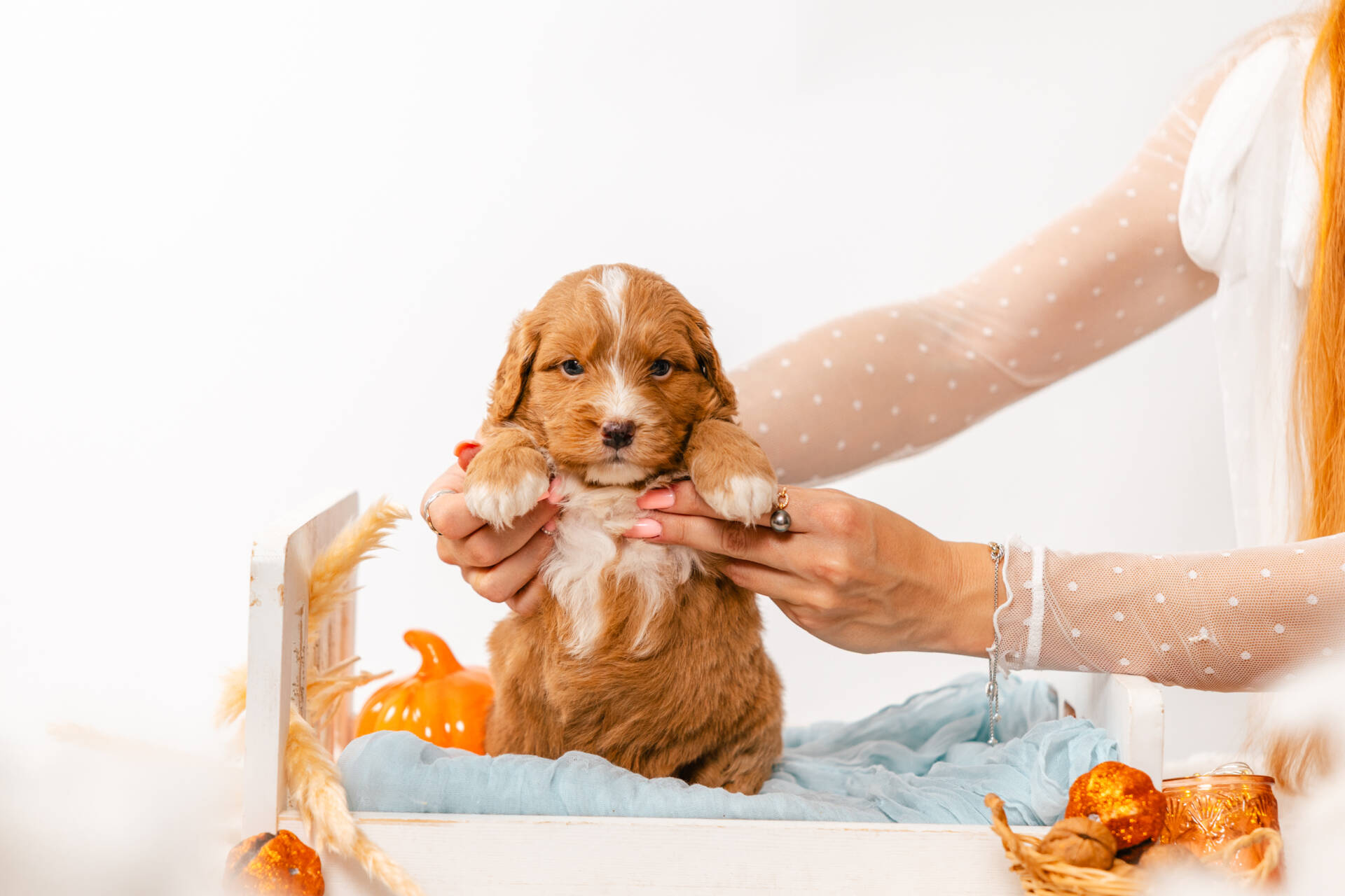 Biscuit - Mini F2 Boy