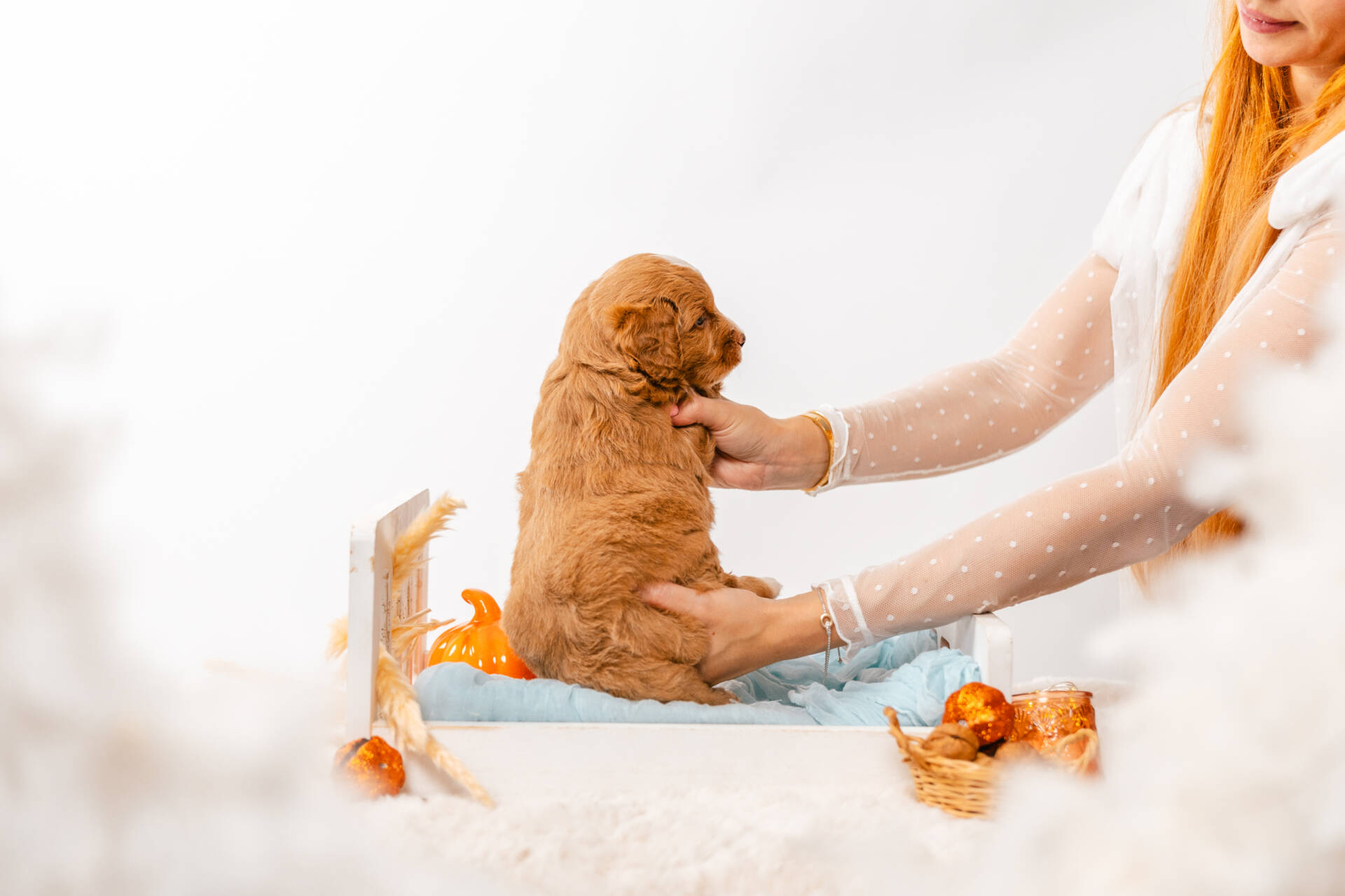 Biscuit - Mini F2 Boy - Image 6