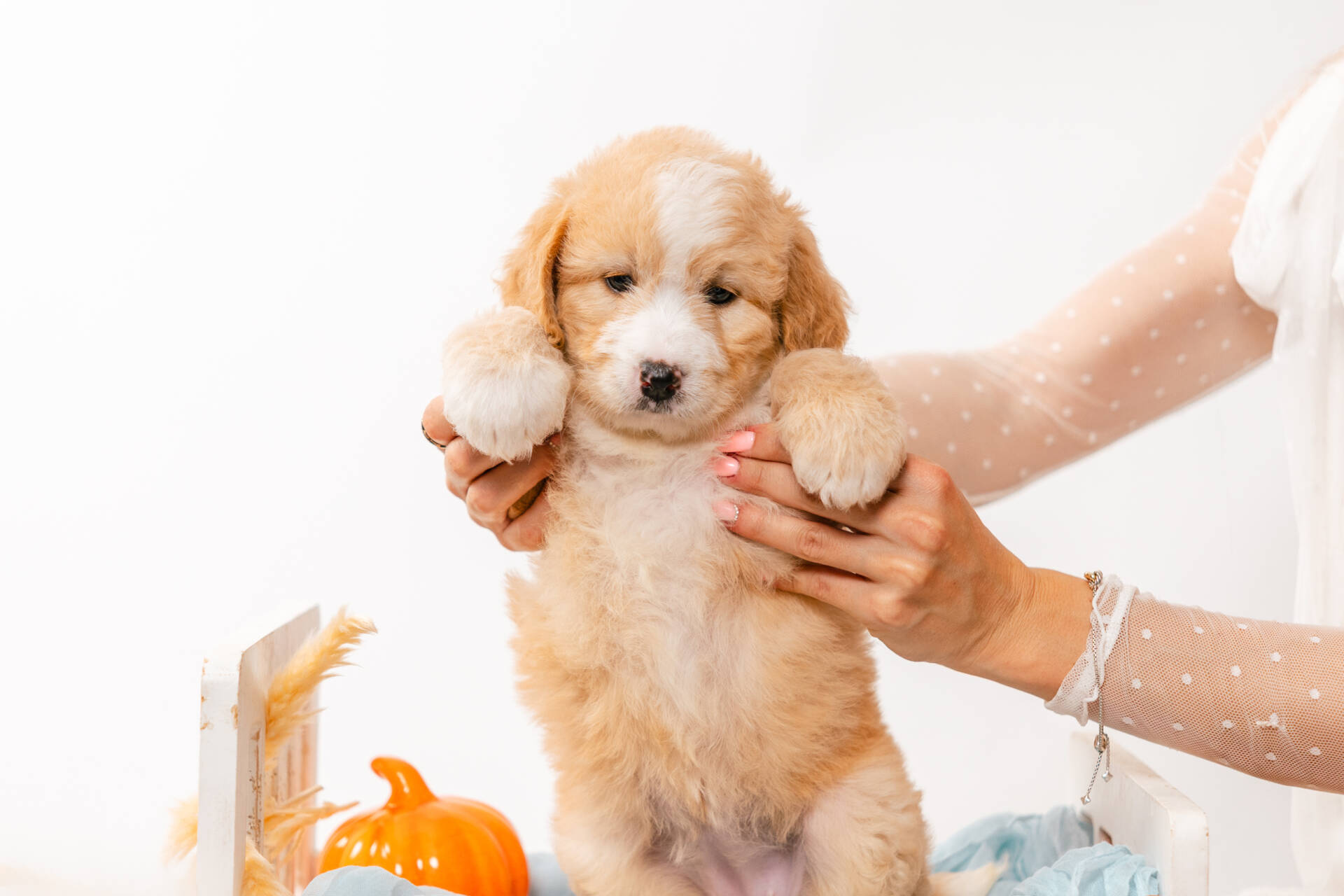 Flora - Mini F2 Girl