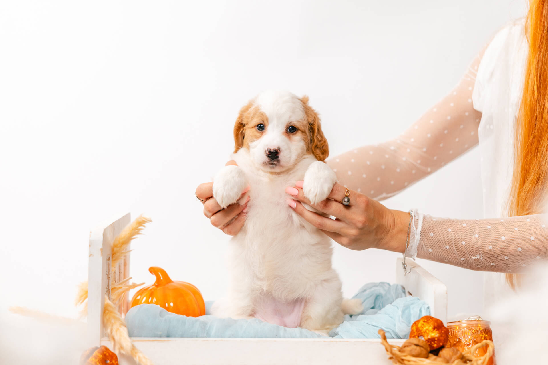 Fairy - Mini F2 Girl Unfurnished