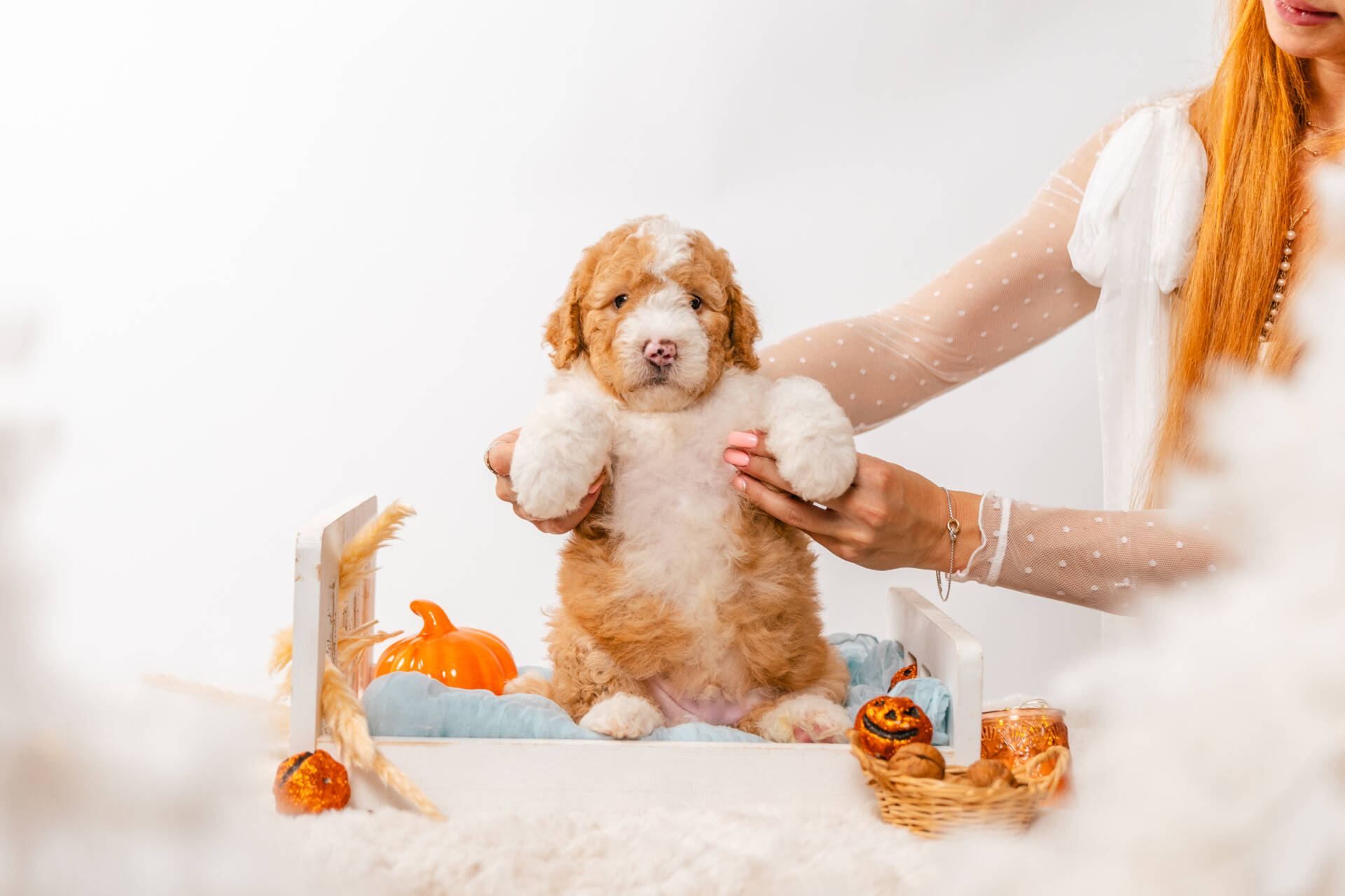 Felix - Mini F2 Boy - Image 2