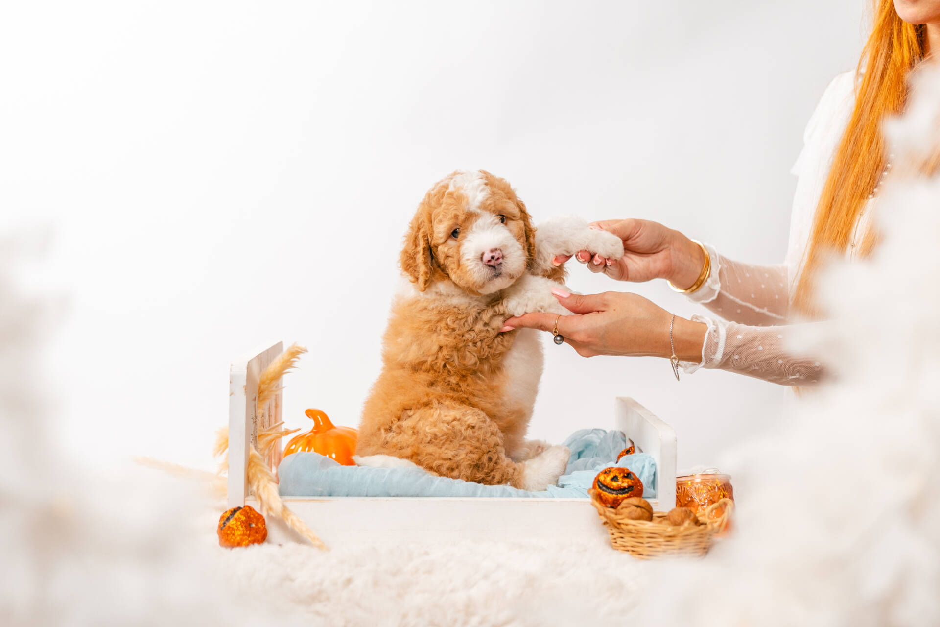 Felix - Mini F2 Boy - Image 4