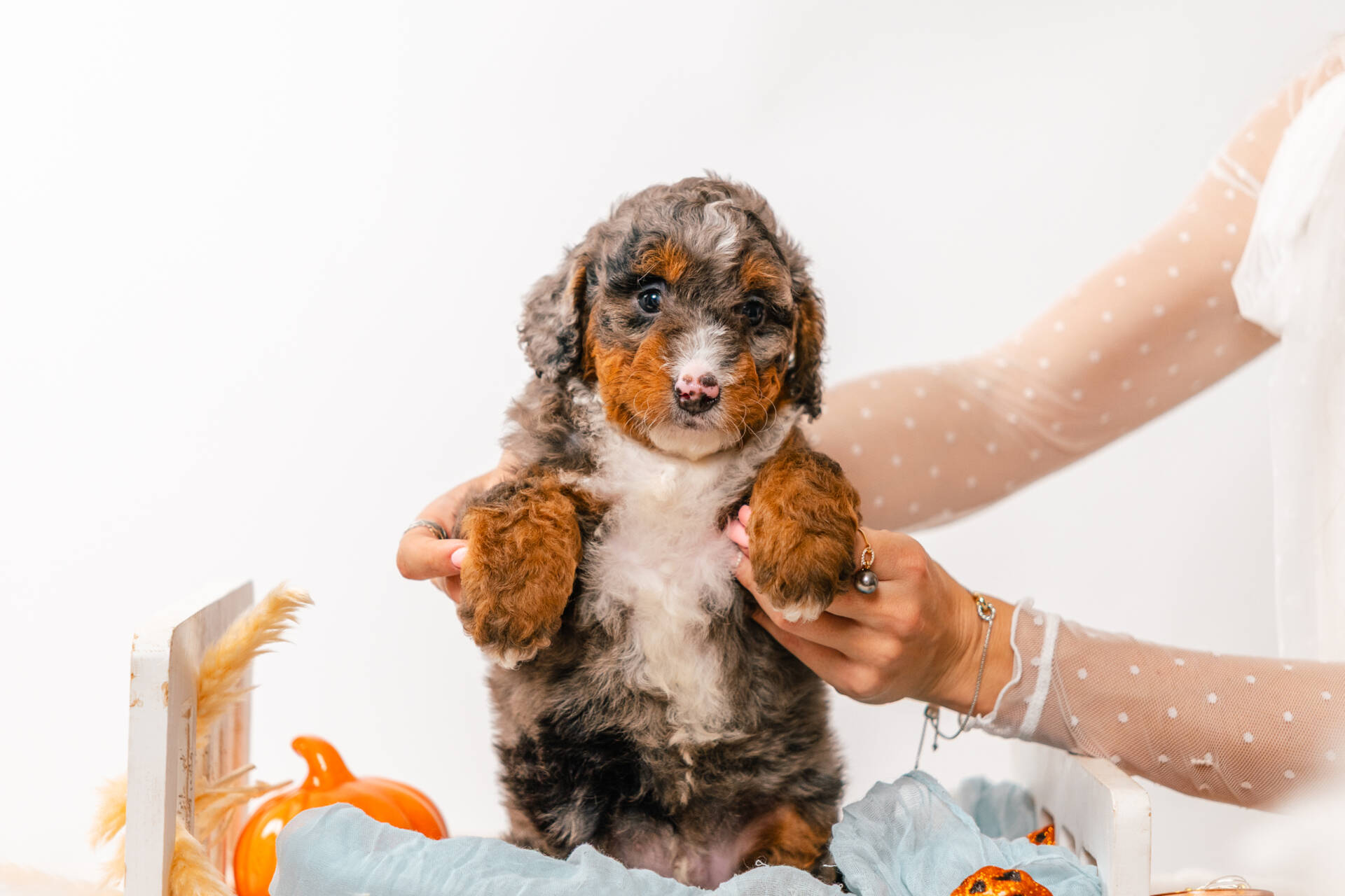 Finnegan - Mini F2 Boy