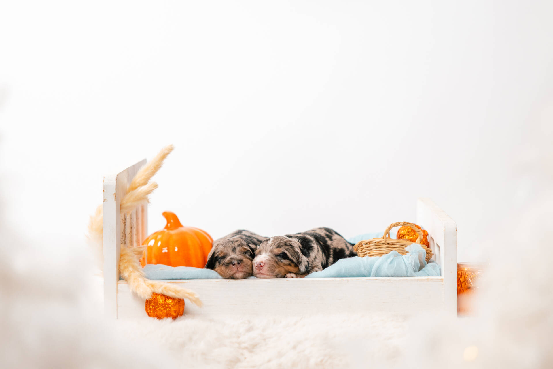 Christmas Litter 1 - Image 2