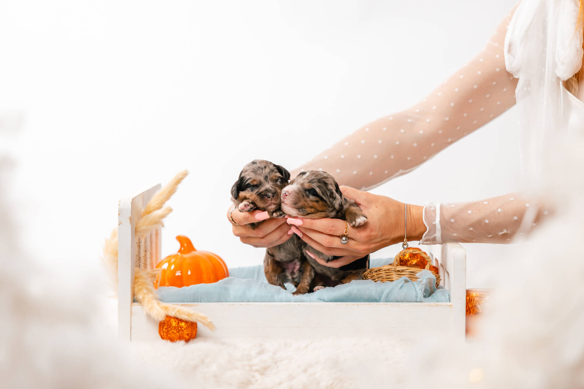 Christmas Litter 1 - Image 3