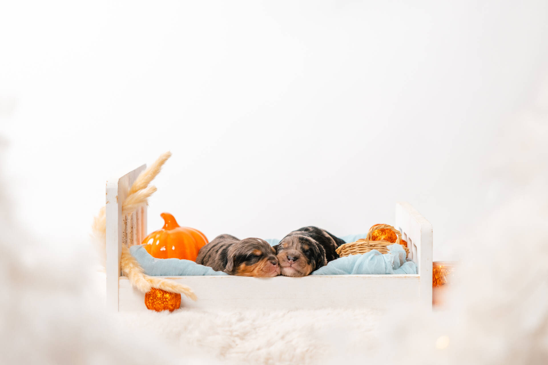 Christmas Litter 1 - Image 5