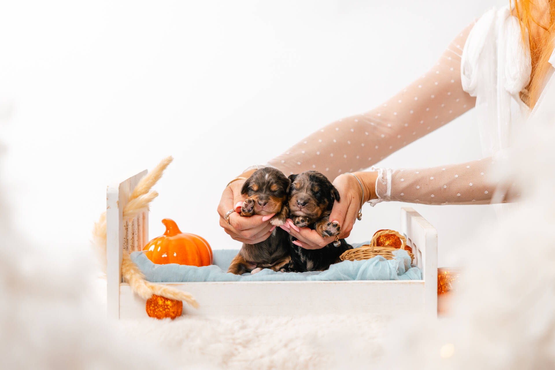 Christmas Litter 1 - Image 6