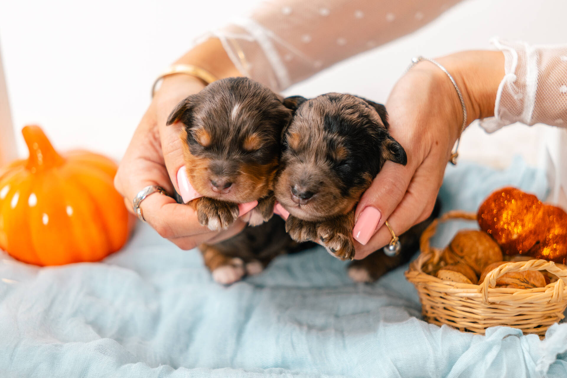 Christmas Litter 1 - Image 7