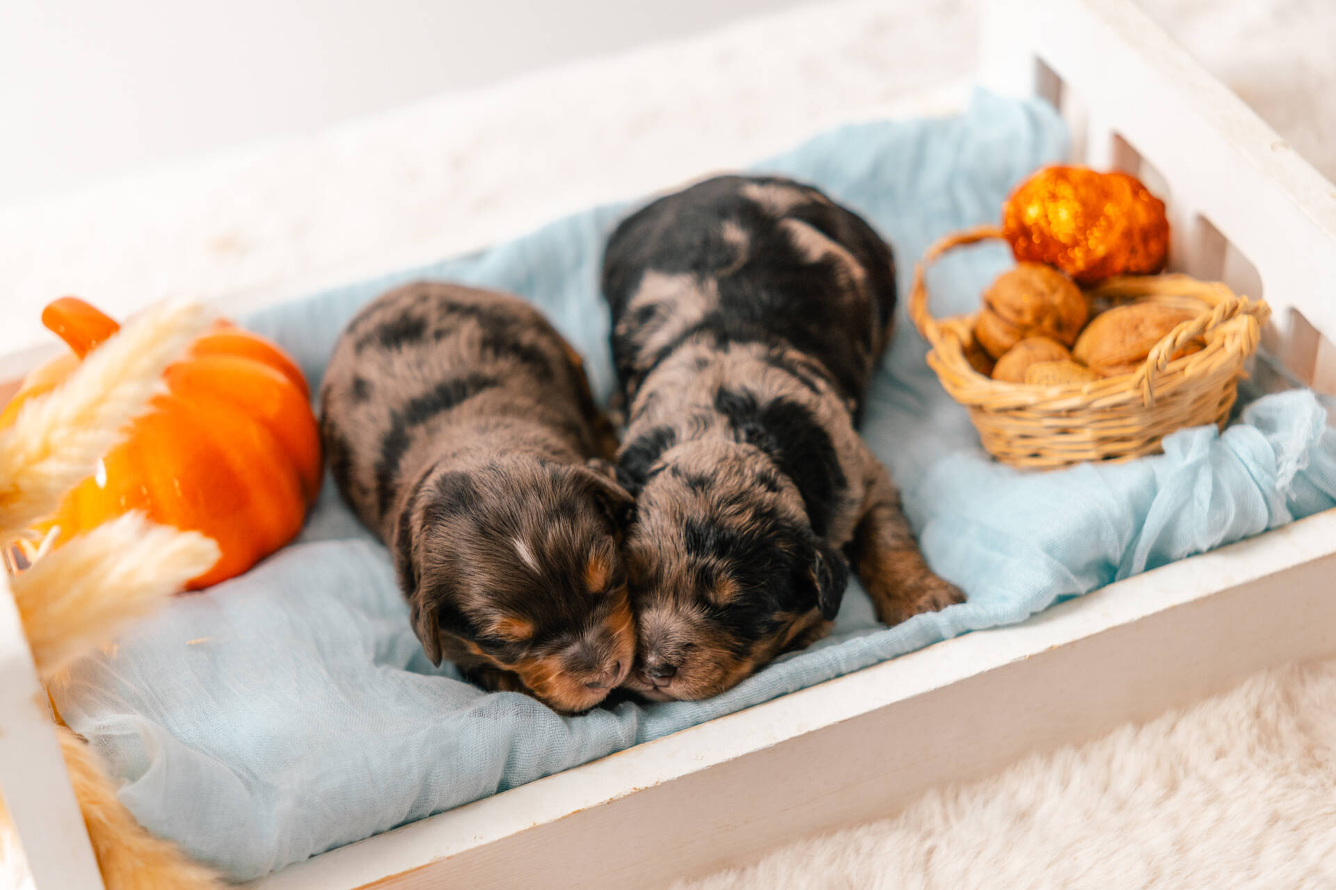 Christmas Litter 1 - Image 8