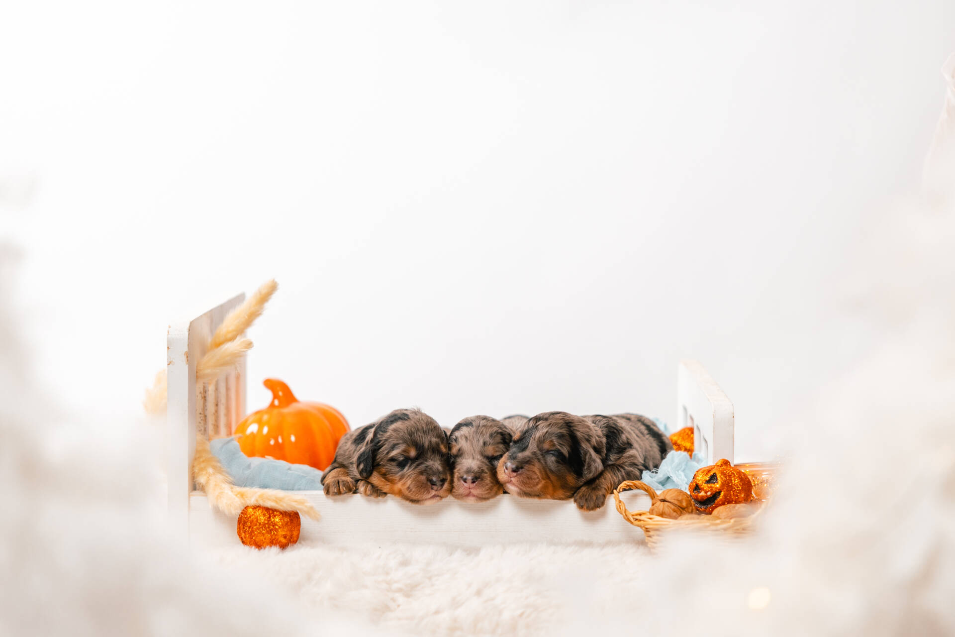 Christmas Litter 1 - Image 9
