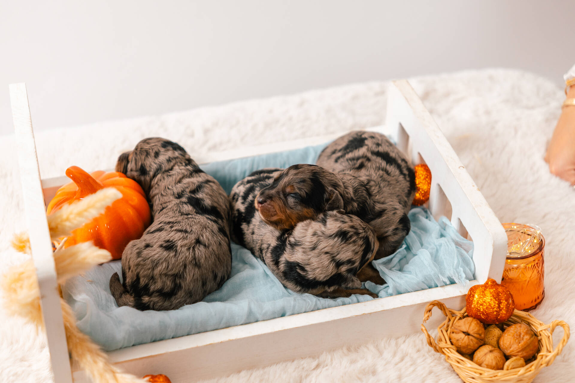 Christmas Litter 1 - Image 11