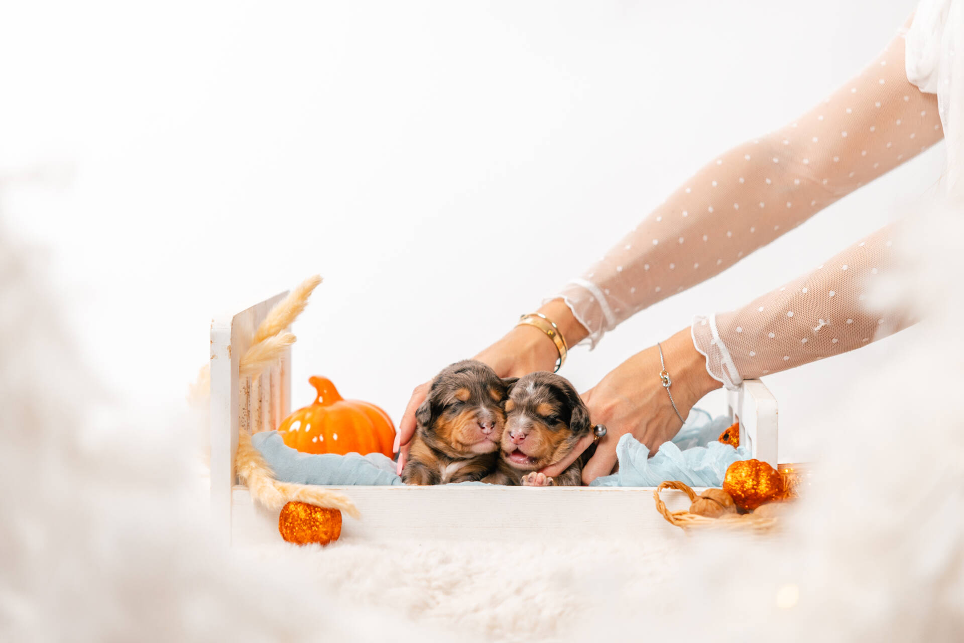 Christmas Litter 1 - Image 12