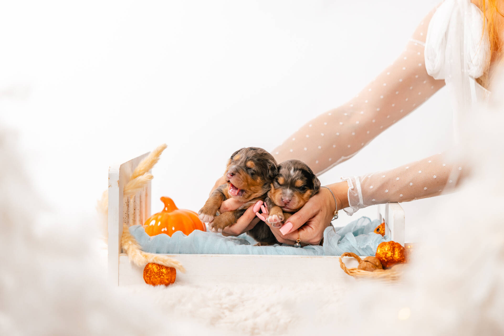 Christmas Litter 1 - Image 13