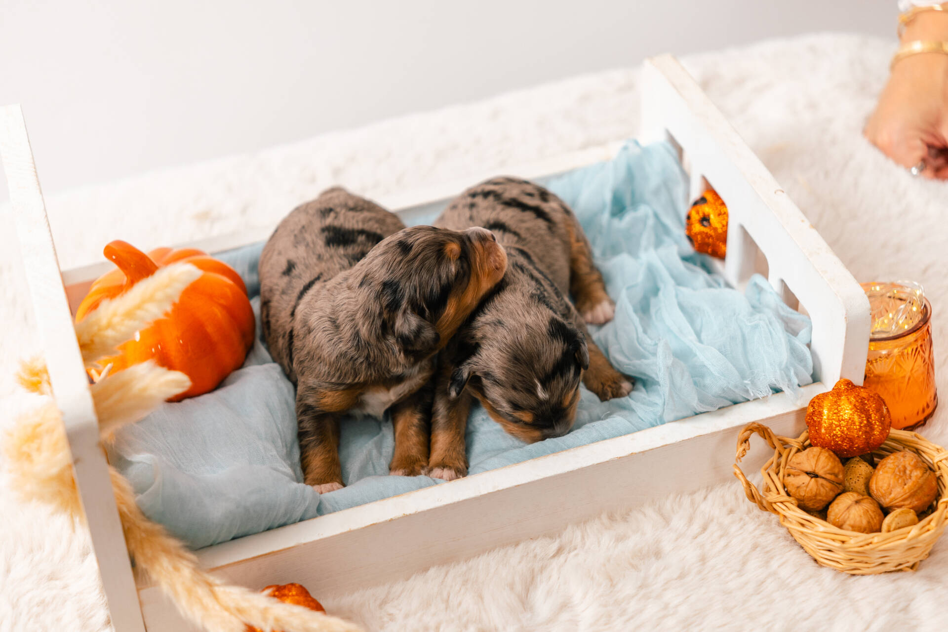 Christmas Litter 1 - Image 14