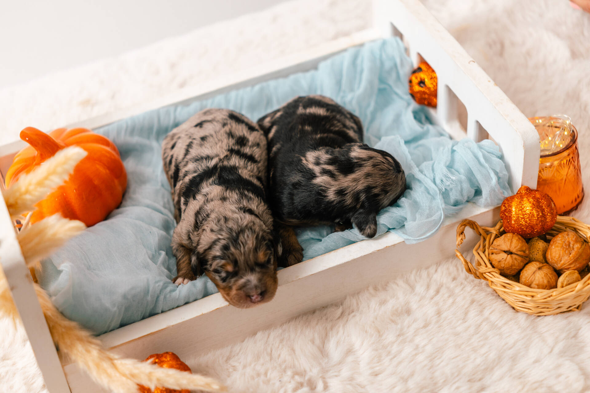 Christmas Litter 1 - Image 16