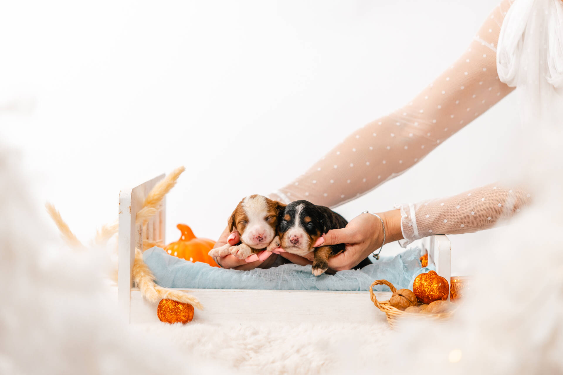 Christmas Litter 2 - Image 2