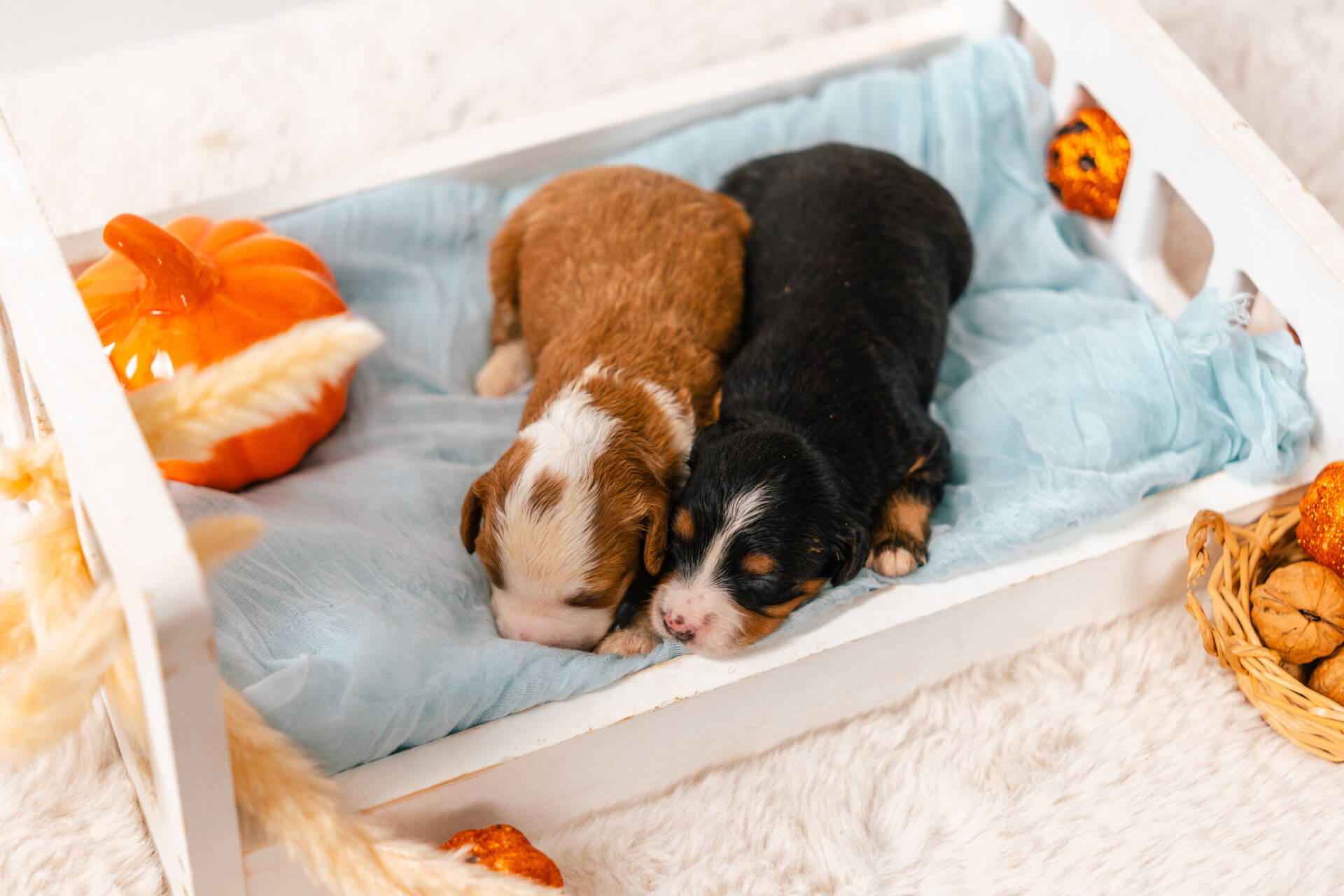 Christmas Litter 2 - Image 3