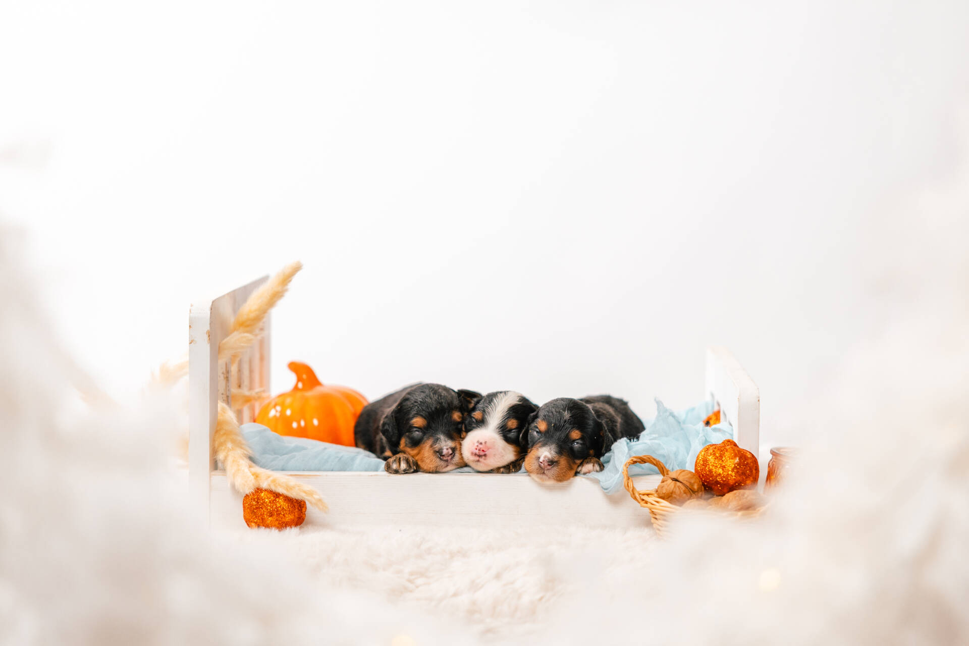 Christmas Litter 2 - Image 4